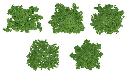 Green trees on top view isolated on transparent background, 2d plants, 3d render illustration.