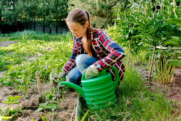 Woman farmer planting strawberries seedling plants,shoots,runner on bed of soil in spring...