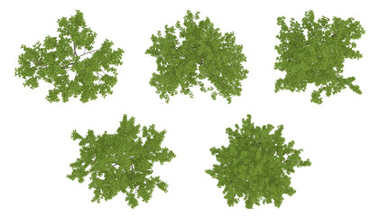 Obraz premium Green trees on top view isolated on transparent background, 2d plants, 3d render illustration.