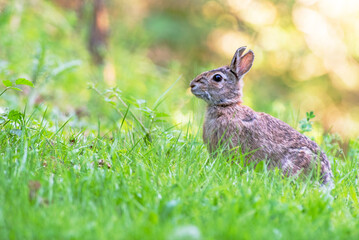 eastern cottontail (Sylvilagus floridanus) standing in grass