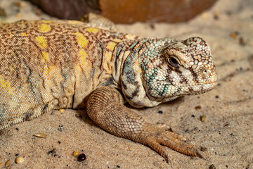 Decorated spike tail. Uromastyx ornata. Close-up.