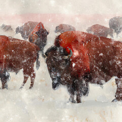 red buffalo herd in snowstorm.