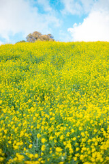 Obraz premium field of flowers