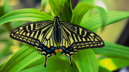 羽をひろげるアゲハチョウ
