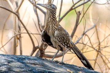 Greater Roadrunner (Geococcyx californianus) on a hunt for lizards in Baja California Sur, Mexico