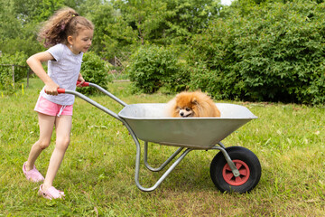 little cheerful girl riding dog in wheelbarrow in garden. active kid game in summer. best friends, owner and pomeranian spitz playing outdoors. happy childhood