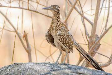 Greater Roadrunner (Geococcyx californianus) on a hunt for lizards in Baja California Sur, Mexico