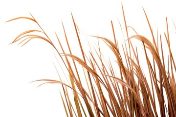 stock photo of reeds white isolated background Generative AI