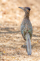 Greater Roadrunner (Geococcyx californianus) on a hunt for lizards in Baja California Sur, Mexico