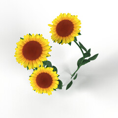 Sunflower flower sunflower flower in the field agriculture and growing plants high transparent background