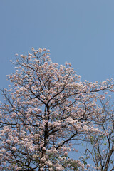 Trumpet Tree, Pink Poui, New World Trumpet, Rosy Trumpet