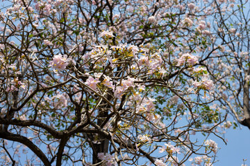 Trumpet Tree, Pink Poui, New World Trumpet, Rosy Trumpet