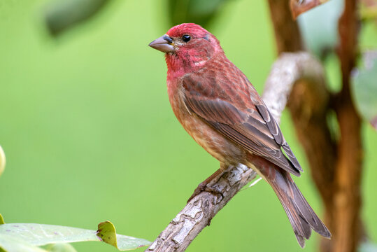 purple finch (Haemorhous purpureus)