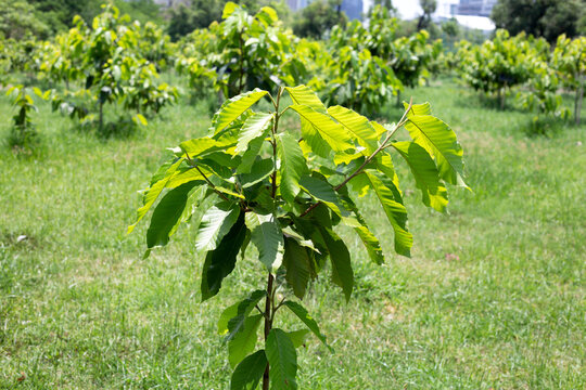 Yang tree (Dipterocarpus alatus Roxb. ex G.Don)