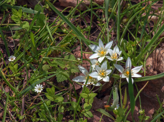 Ornithogalum umbellatum, the garden star-of-Bethlehem, grass lily, nap-at-noon, or eleven-o'clock...
