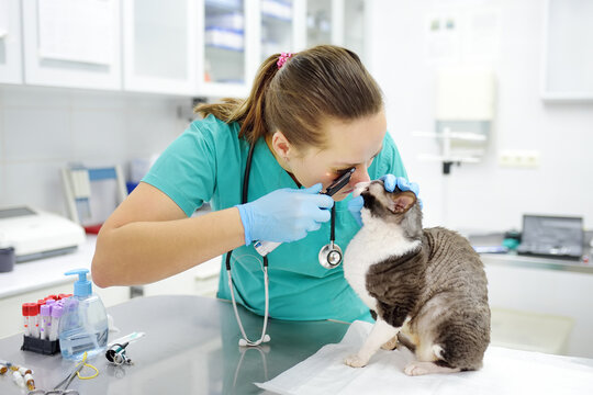 Veterinarian doctor checks eyesight of a cat of the breed Cornish Rex in a veterinary clinic. Health of pet. Care animal. Pet checkup, tests and vaccination in vet office.