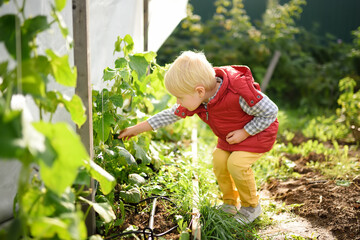 Little child picks a cucumber from the garden during harvesting in the home garden. Healthy eating for kids.