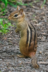 Chipmunk standing upright looking over it shoulder.