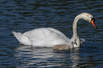 Obraz premium Mute Swan Family