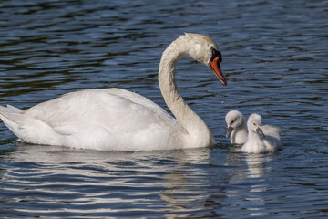 Mute Swan Family