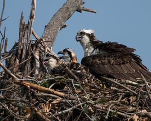 Osprey with her two chicks peeping to see who is coming down the path.