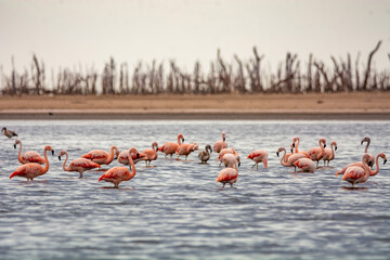 group of flamingos