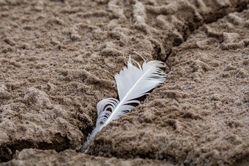 feather on the sand