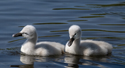 Obraz premium Mute Swan Family