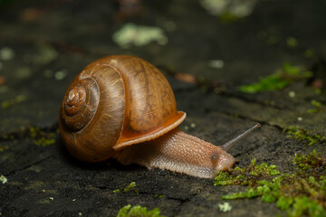 snail on a rotten stump