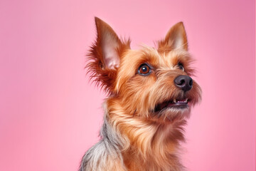 Love and loyalty portrait of an affectionate Yorkshire Terrier AI generative