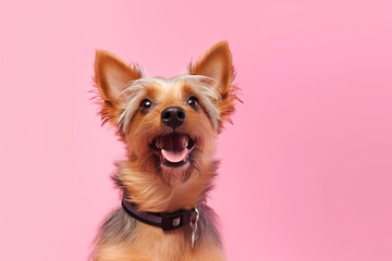 Tenderness on four paws a Yorkshire Terrier AI generative