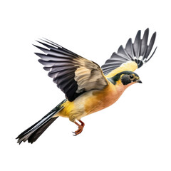 yellow billed bird isolated on transparent background cutout