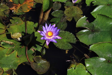 Blue purple lotus with dragon fly