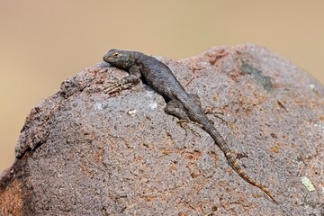Small lizard laying on rough rock.