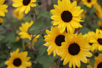 Obraz premium cluster of fully beautifully blossomed vibrant yellow daisies with lush green leaves 
