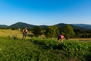 Rural sunset: Farmer mowing around vegetable garden with trimmer, woman weeding beans. Idyllic landscape of meadows, mountains. Agricultural concept