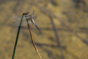 Four Spotted Skimmer Dragonfly sitting on a grass stalk.  Brown and grey body with four wings.