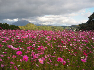 Tottori Hanakairo Flower Park, Enjoy beautiful flowers and a view of mount Daisen