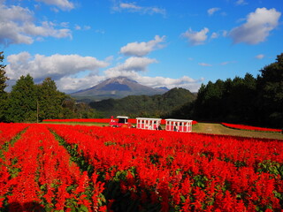 Tottori Hanakairo Flower Park, Enjoy beautiful flowers and a view of mount Daisen