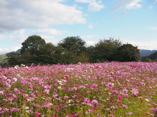 Tottori Hanakairo Flower Park, Enjoy beautiful flowers and a view of mount Daisen