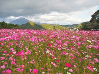 Tottori Hanakairo Flower Park, Enjoy beautiful flowers and a view of mount Daisen