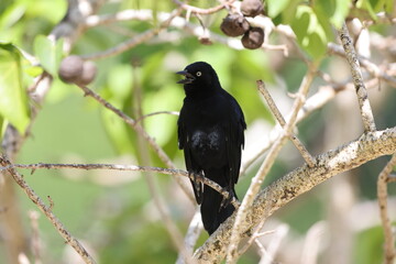  Greater Antillean grackle (Quiscalus niger)  in Jamaica