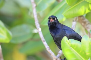  Greater Antillean grackle (Quiscalus niger)  in Jamaica