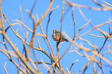 American kestrel (Falco sparverius dominicensis) in Jamaica