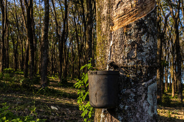 Obraz premium Rubber plantation for the extraction of latex, raw material in the manufacture of rubber, in Sao Paulo state, Brazil