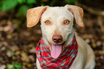 Dog Tongue Nature Outdoors Funny Bandana