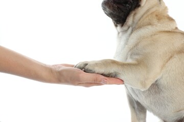 Woman holding dog's paw on white background, closeup