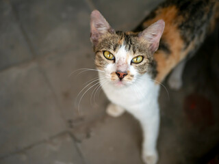 A cute local cat with pink nose, in shallow focus. Animal background and wallpaper.