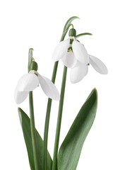 Fototapeta premium Beautiful snowdrops isolated on white. Spring flowers