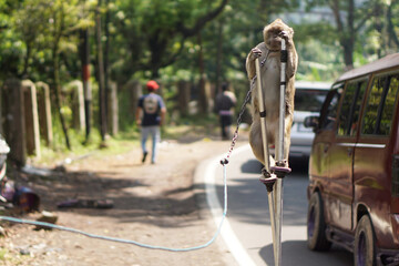 animal abuse or cruelty image. macaque monkey who is trained for street performances, known as "topeng monyet". 